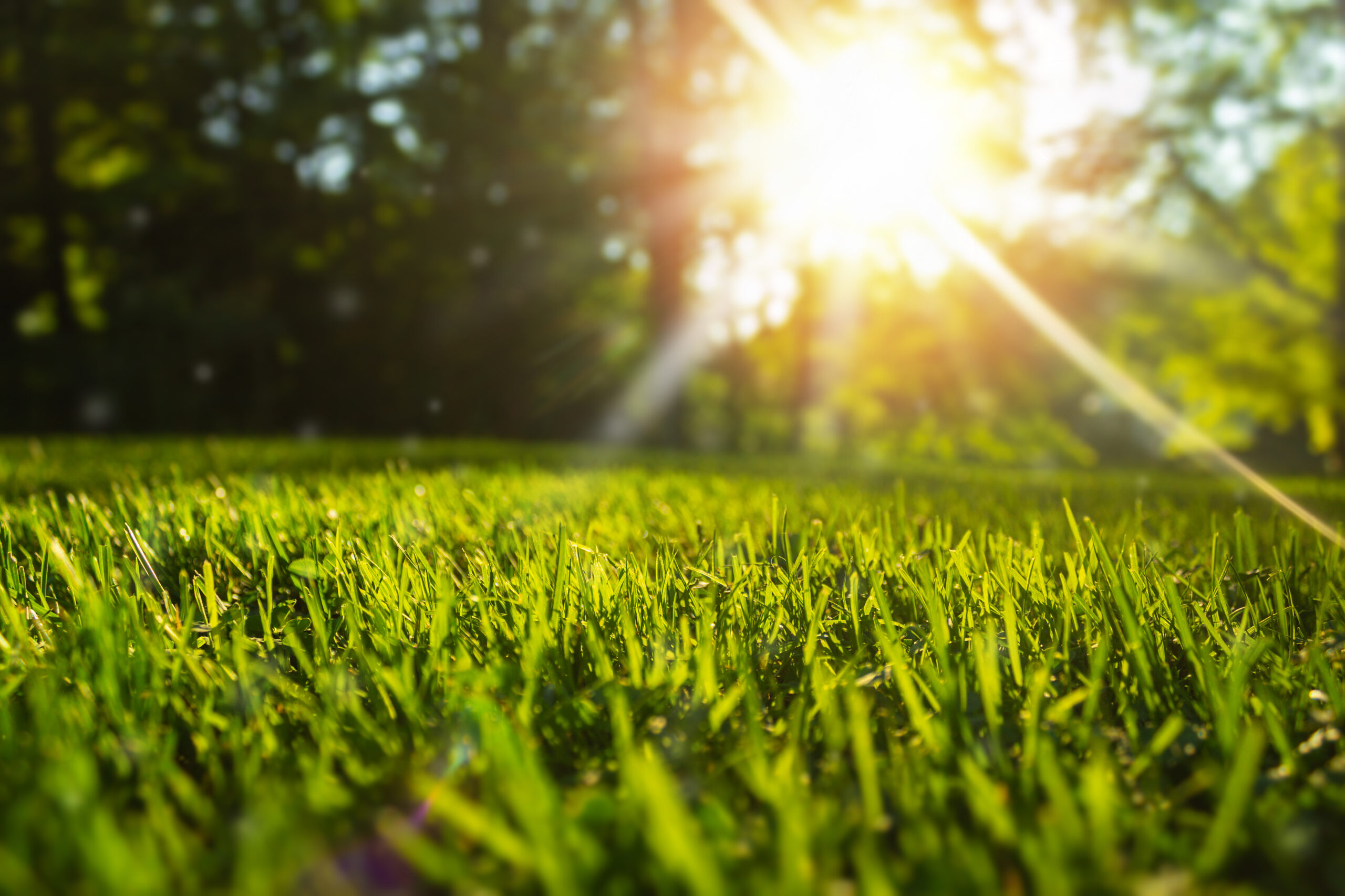 Tranquil fresh grass for growth and water concept mother nature.